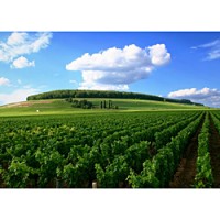 Situated at a relatively high altitude in Southern Burgundy, Les Belle Roches' Chardonnay vineyards bask in the glow of the summer sun.