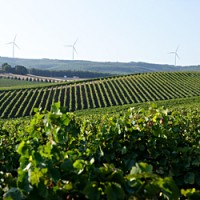 Lisboa region vineyard