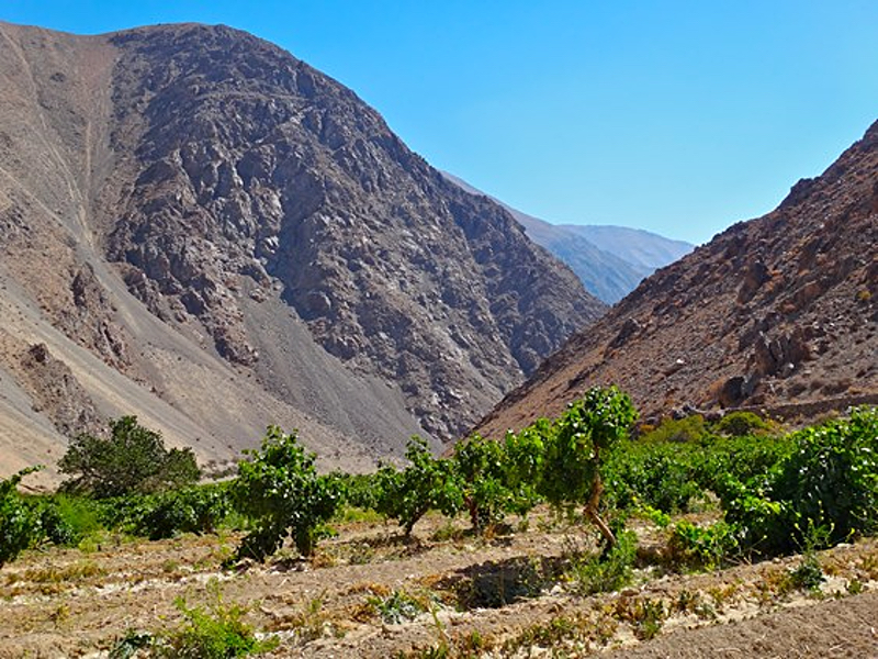 Nestled in a valley in the Andes foothills, Chile's Elqui Valley vineyards form a green spot near one of Earth's driest deserts.