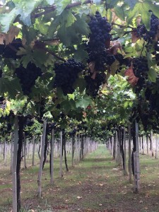 Montepulciano grapes on the vine. PHOTO: TERRY DUARTE.