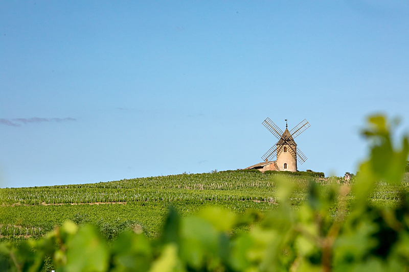 The historic hilltop windmill at Moulin-à-Vent.
