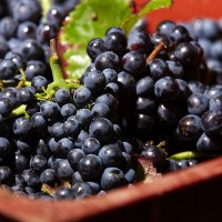 Pinot Noir grape harvest from Beaune-Tourism.com