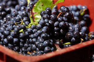 Pinot Noir grape harvest from Beaune-Tourism.com