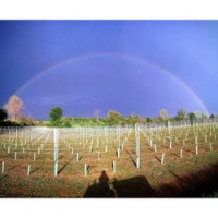 A rainbow spans new vineyard rows at Denny Bini's Podere Cipolla winery in Reggio Emilia. (Photo from the winery's Facebook page.)