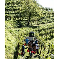 Working in the vineyards at Ronco dei Tassi in Friuli-Venezia Giulia