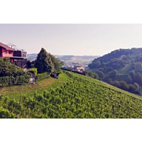 Sanctum winery's steep vineyards in Stajerska Slovenia.