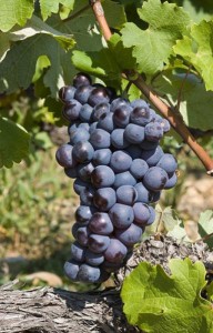Côtes du Rhône Syrah grapes, blue-black and beautiful.