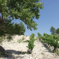 Stony vineyards at Domaine de Trevallon. Aix-en-Provence, during my June 2002 visit.
