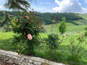 View of green valley from stone wall - with pink roses.