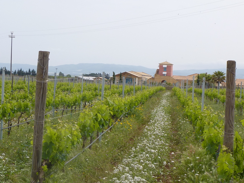 Vineyard at COS Winery. PHOTO: Terry Duarte. 