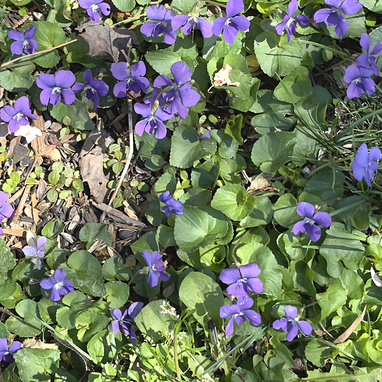 These violets that blossomed in our yard in April smell pretty, but they don't really remind me of the Fleurie featured in today's tasting.