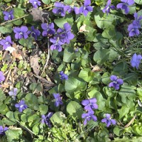 These violets that blossomed in our yard in April smell pretty, but they don't really remind me of the Fleurie featured in today's tasting.
