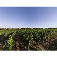 A vineyard in Viré-Clessé. Image from Vins de ̆Bourgogne.