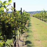 weddingOakWinery-blogphotoSQUARE